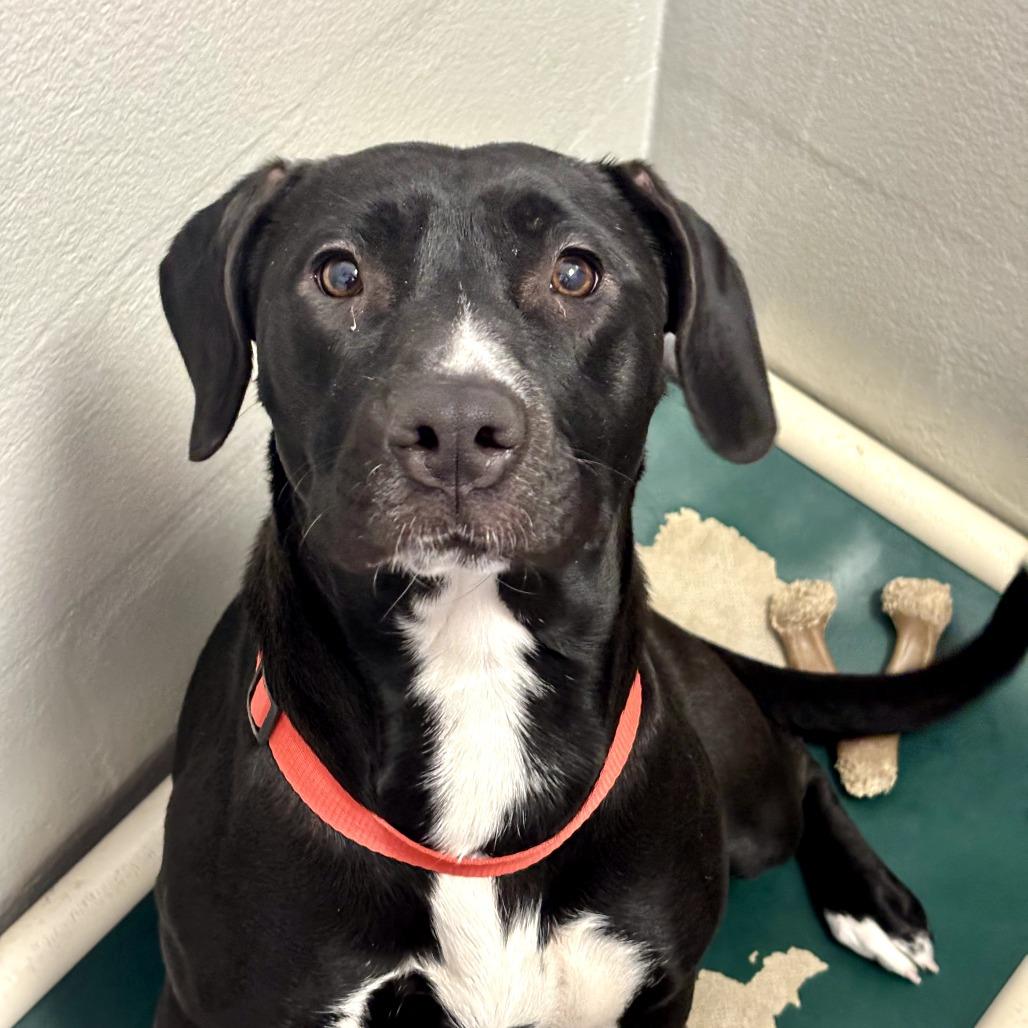 Sassy, Adoptable, Young Female Pit Bull Terrier & Mixed Breed.