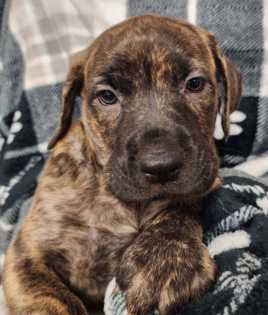 Harper, Adopted, Puppy Female Chocolate Labrador Retriever & Pit Bull Terrier.