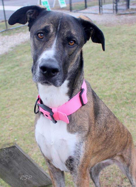 Enlarge LULU, a Adoptable mixed breed in Fort Wayne, IN image 1/1