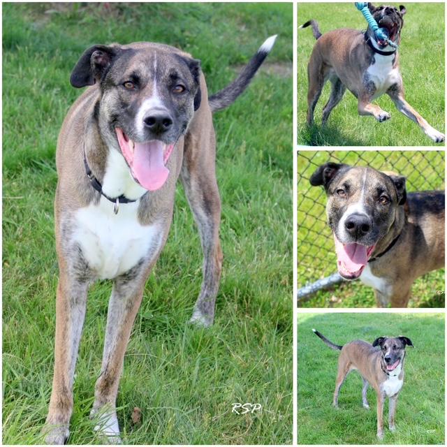 LULU, Adoptable, Adult Female Great Dane & Mixed Breed.