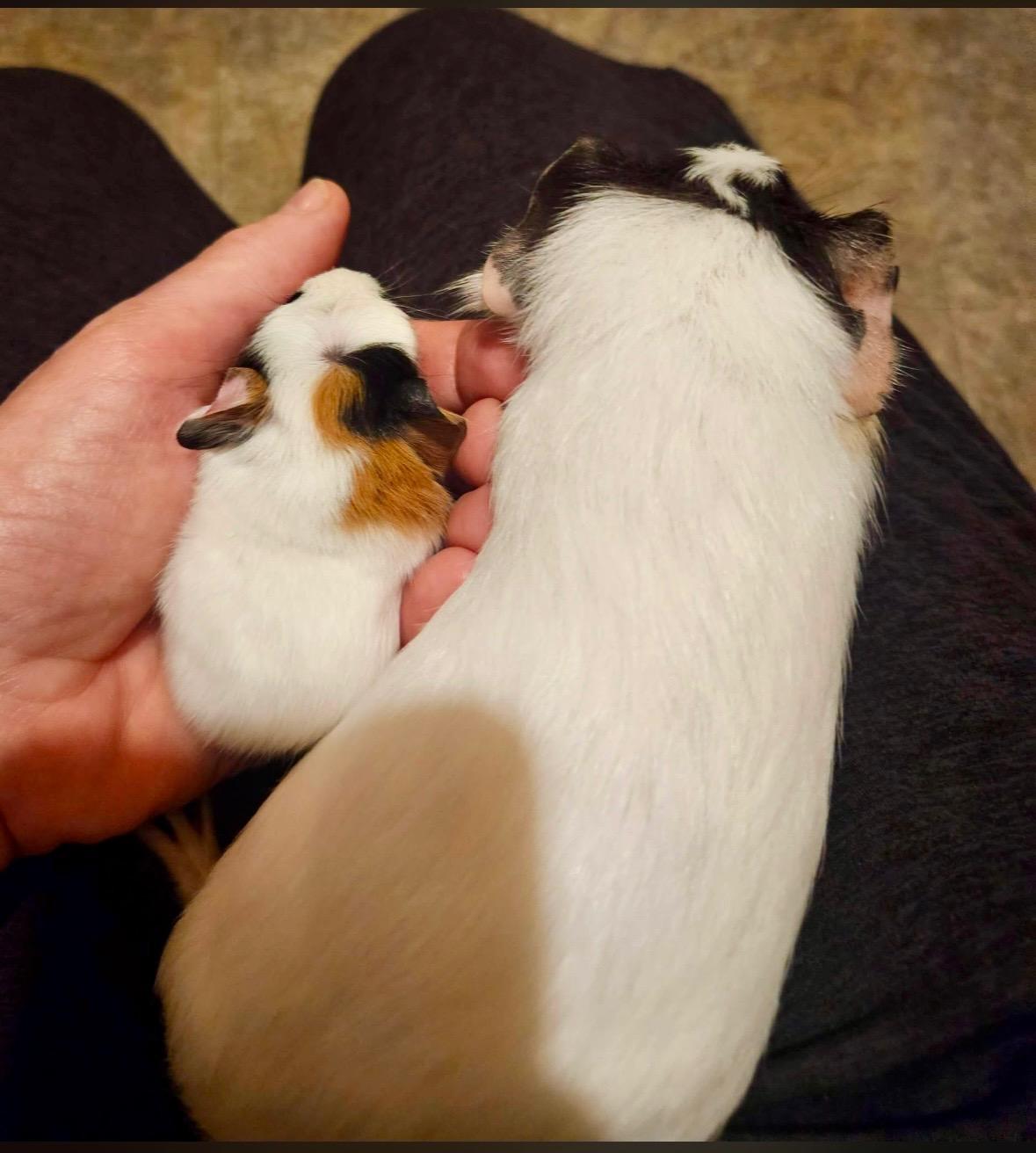 Enlarge Mary and Grace bonded pair, a ADOPTABLE Short-Haired in Sauk Village, IL image 3/3