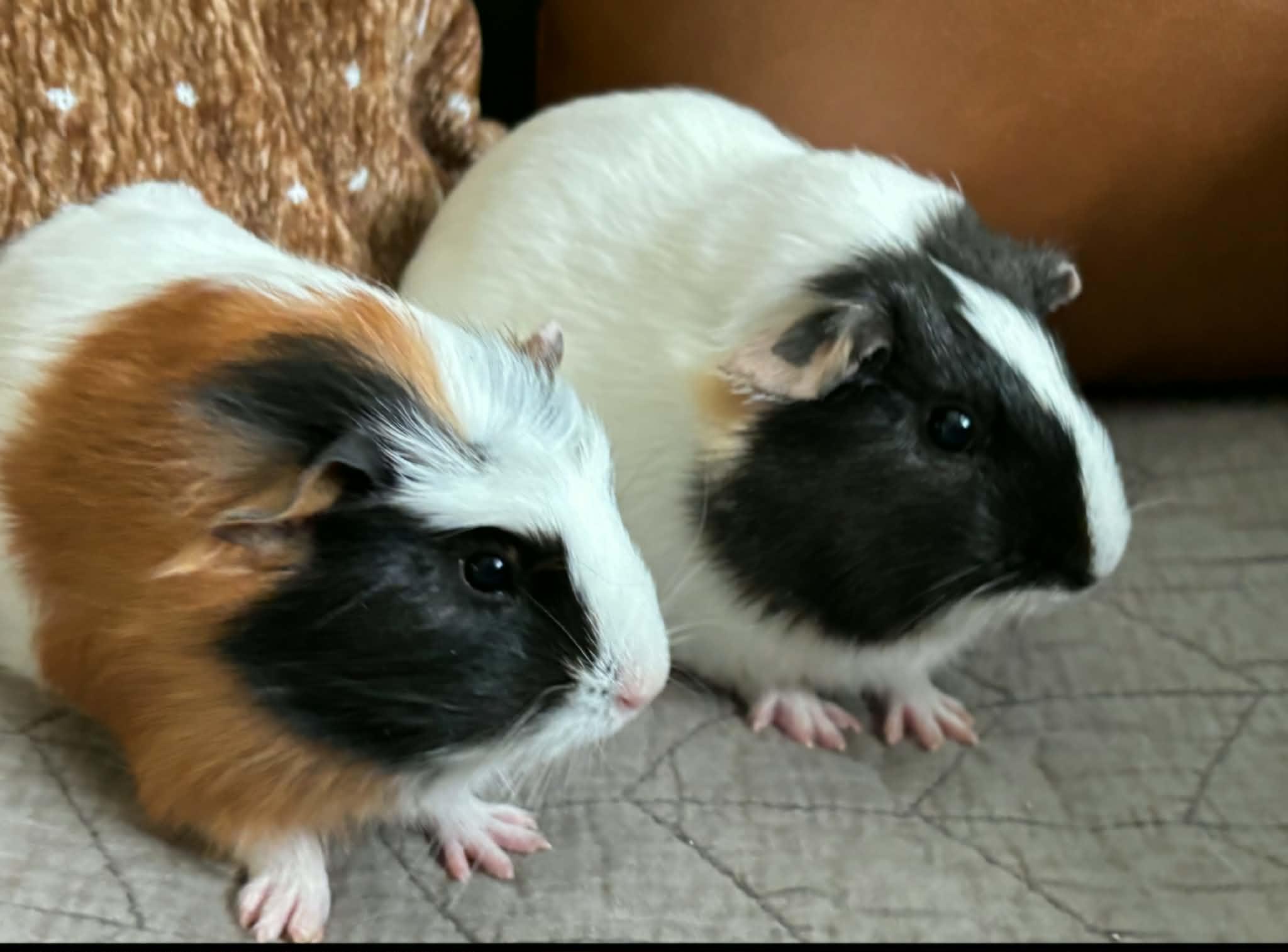 Enlarge Mary and Grace bonded pair, a ADOPTABLE Short-Haired in Sauk Village, IL image 1/3