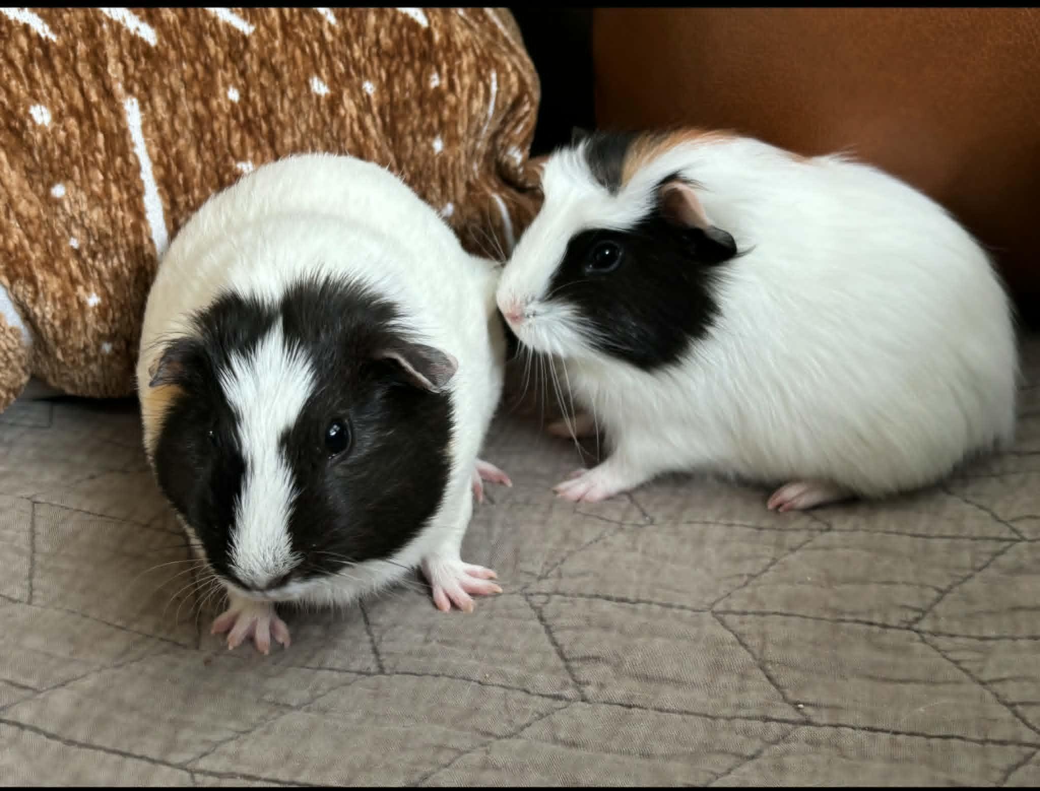 Enlarge Mary and Grace bonded pair, a ADOPTABLE Short-Haired in Sauk Village, IL image 2/3
