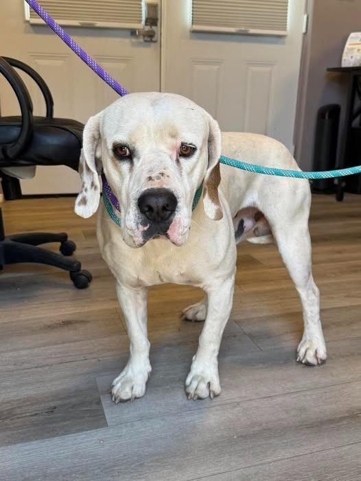 Enlarge Bojangles, a Adoptable mixed breed in Chino Valley, AZ image 2/4