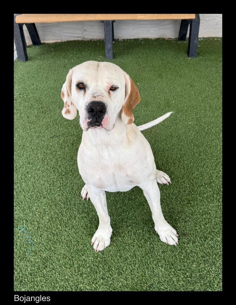 Enlarge Bojangles, a Adoptable mixed breed in Chino Valley, AZ image 3/4