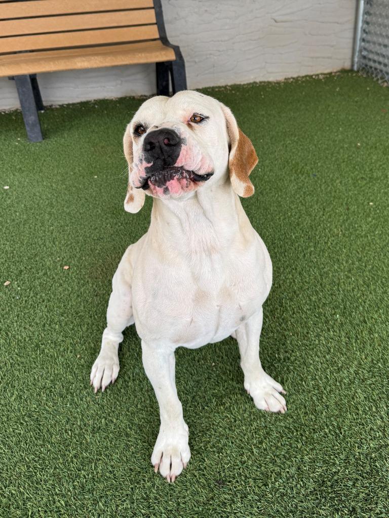 Enlarge Bojangles, a Adoptable mixed breed in Chino Valley, AZ image 4/4