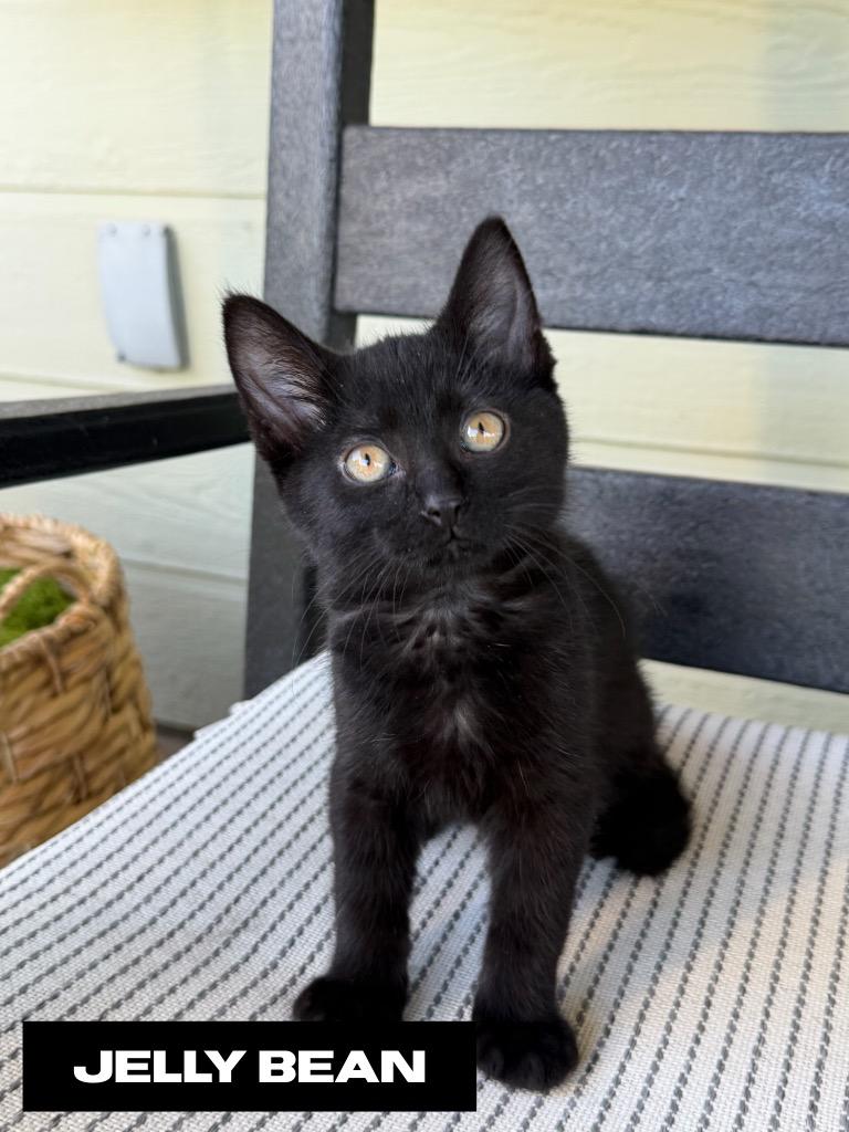 Enlarge Jelly Bean, a Adoptable mixed breed in San Jacinto, CA image 1/1