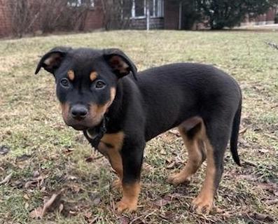 Enlarge Rolo, an adopted mixed breed in Schaumburg, IL image 2/6
