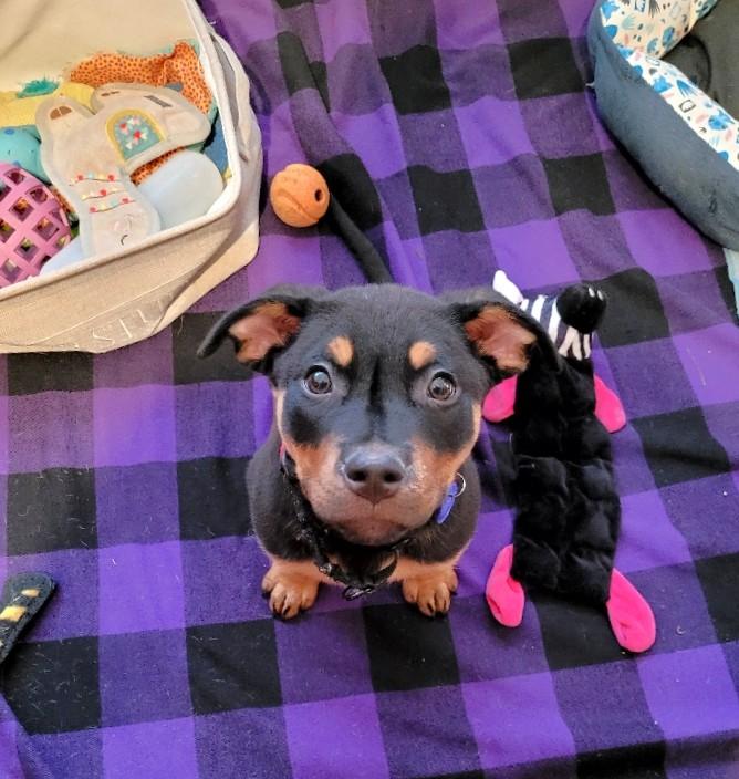 Enlarge Rolo, an adopted mixed breed in Schaumburg, IL image 6/6