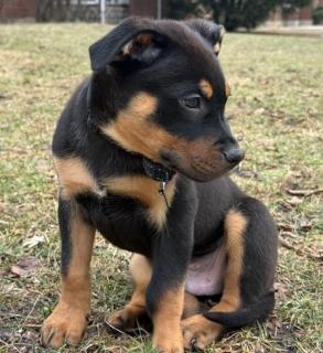 Enlarge Rolo, an adopted mixed breed in Schaumburg, IL image 4/6