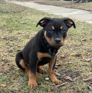 Enlarge Rolo, an adopted mixed breed in Schaumburg, IL image 3/6