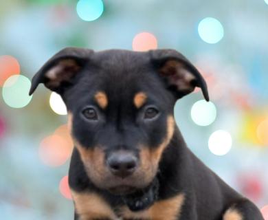 Rolo, adopted, Puppy Male Rottweiler.