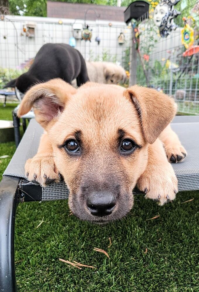 Keeley Jones-Ted Lasso Litter, Adoptable, Puppy Female Mixed Breed.