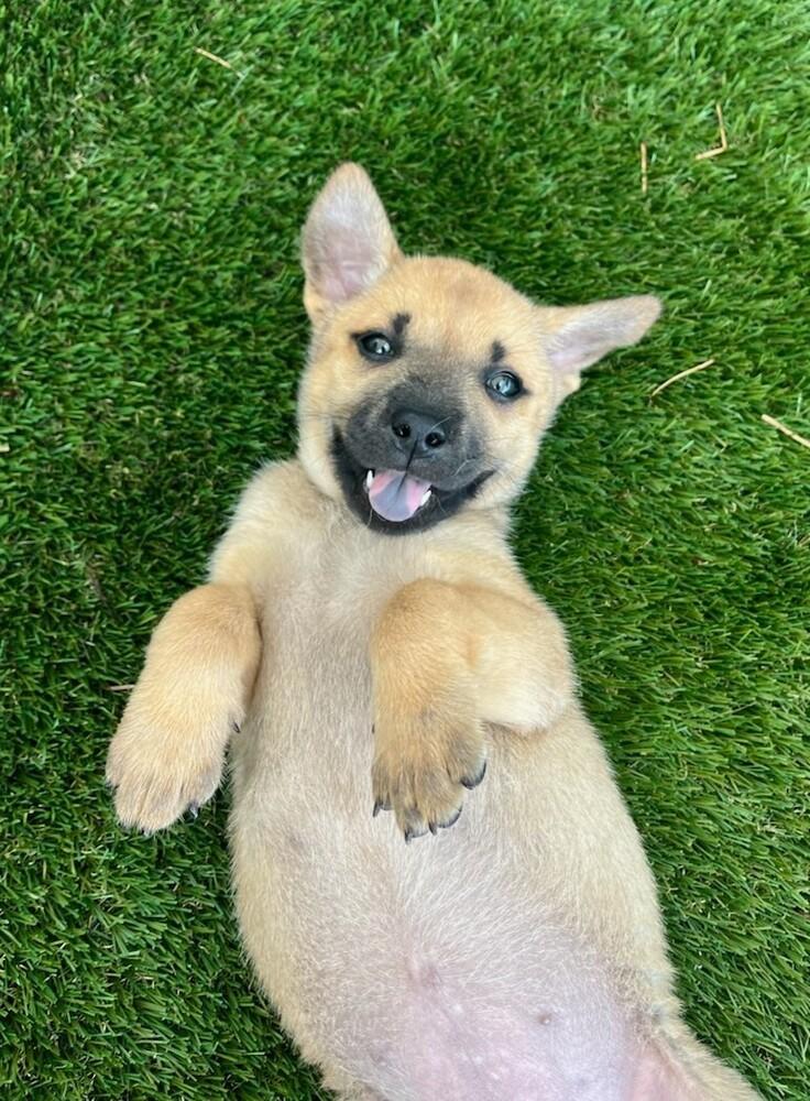 Enlarge Keeley Jones-Ted Lasso Litter, a Adoptable mixed breed in Columbus, OH image 2/4