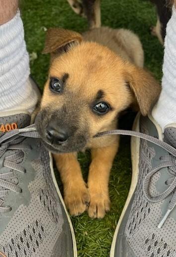 Enlarge Keeley Jones-Ted Lasso Litter, a Adoptable mixed breed in Columbus, OH image 3/4