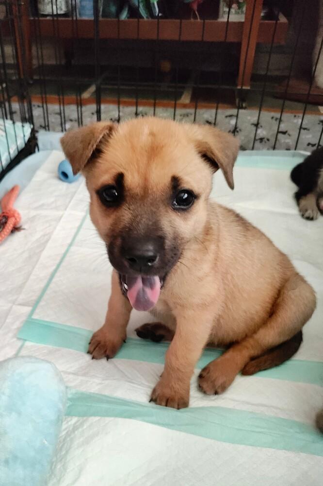 Enlarge Keeley Jones-Ted Lasso Litter, a Adoptable mixed breed in Columbus, OH image 4/4