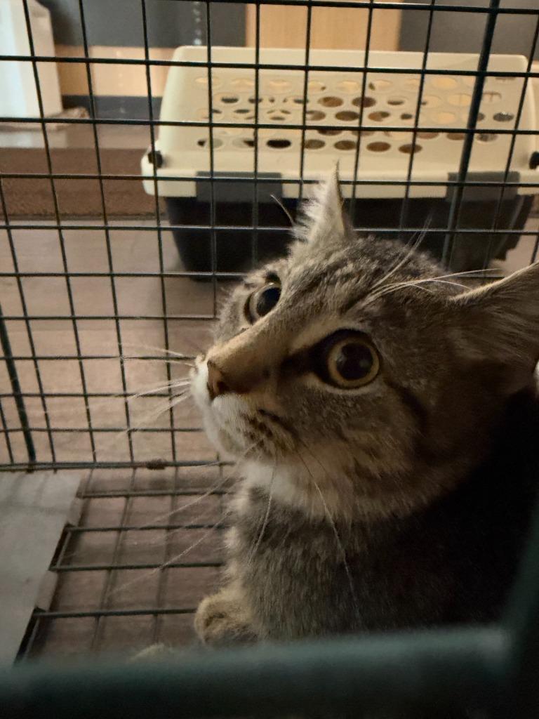 Enlarge Barn Cat Peru, a Adoptable mixed breed in Gillette, WY image 1/1