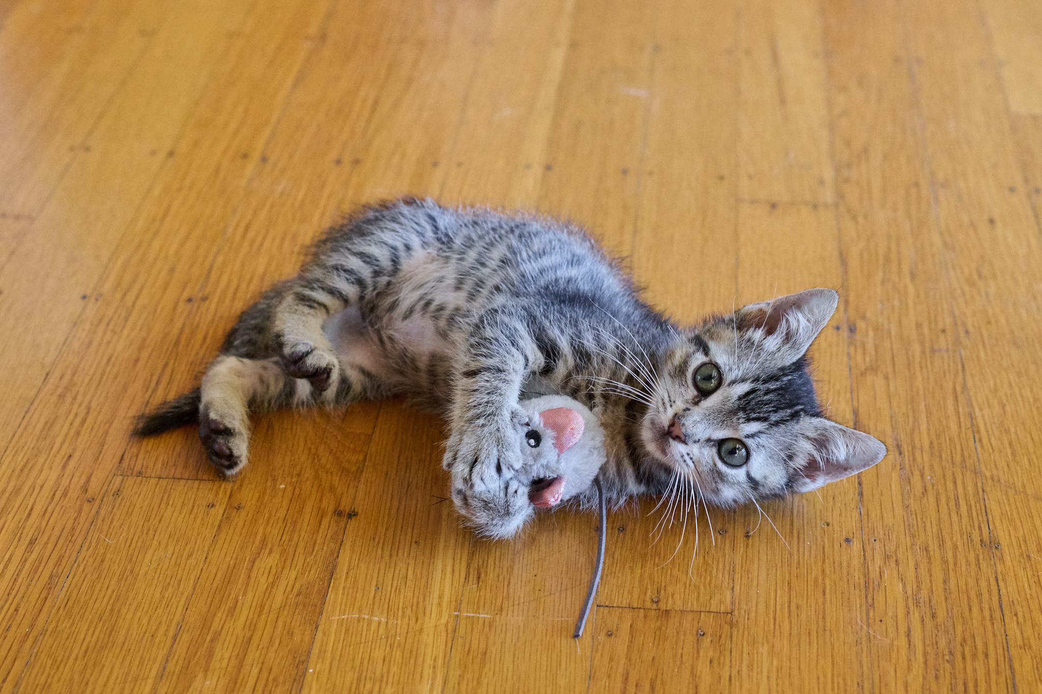 Kiernan (Bonded with Strudel), Adoptable, Kitten Male Domestic Short Hair.