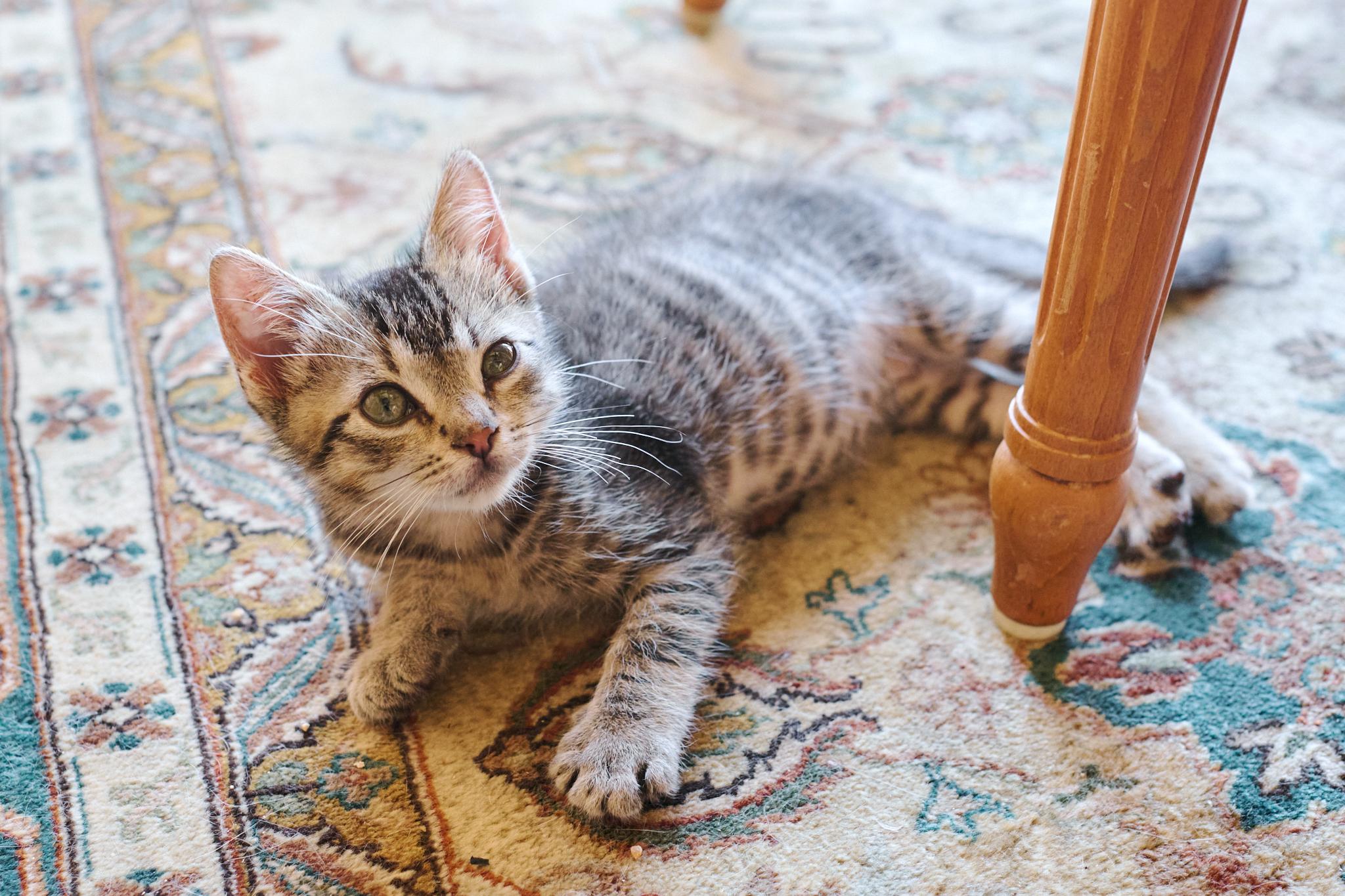 Enlarge Kiernan (Bonded with Strudel), a Adoptable Domestic Short Hair in San Francisco, CA image 2/6