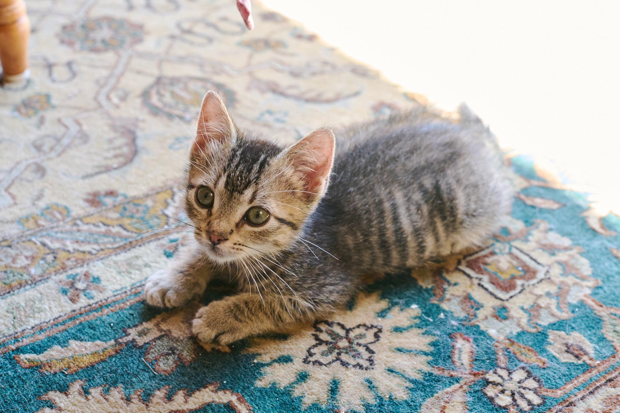 Enlarge Kiernan (Bonded with Strudel), a Adoptable Domestic Short Hair in San Francisco, CA image 3/6