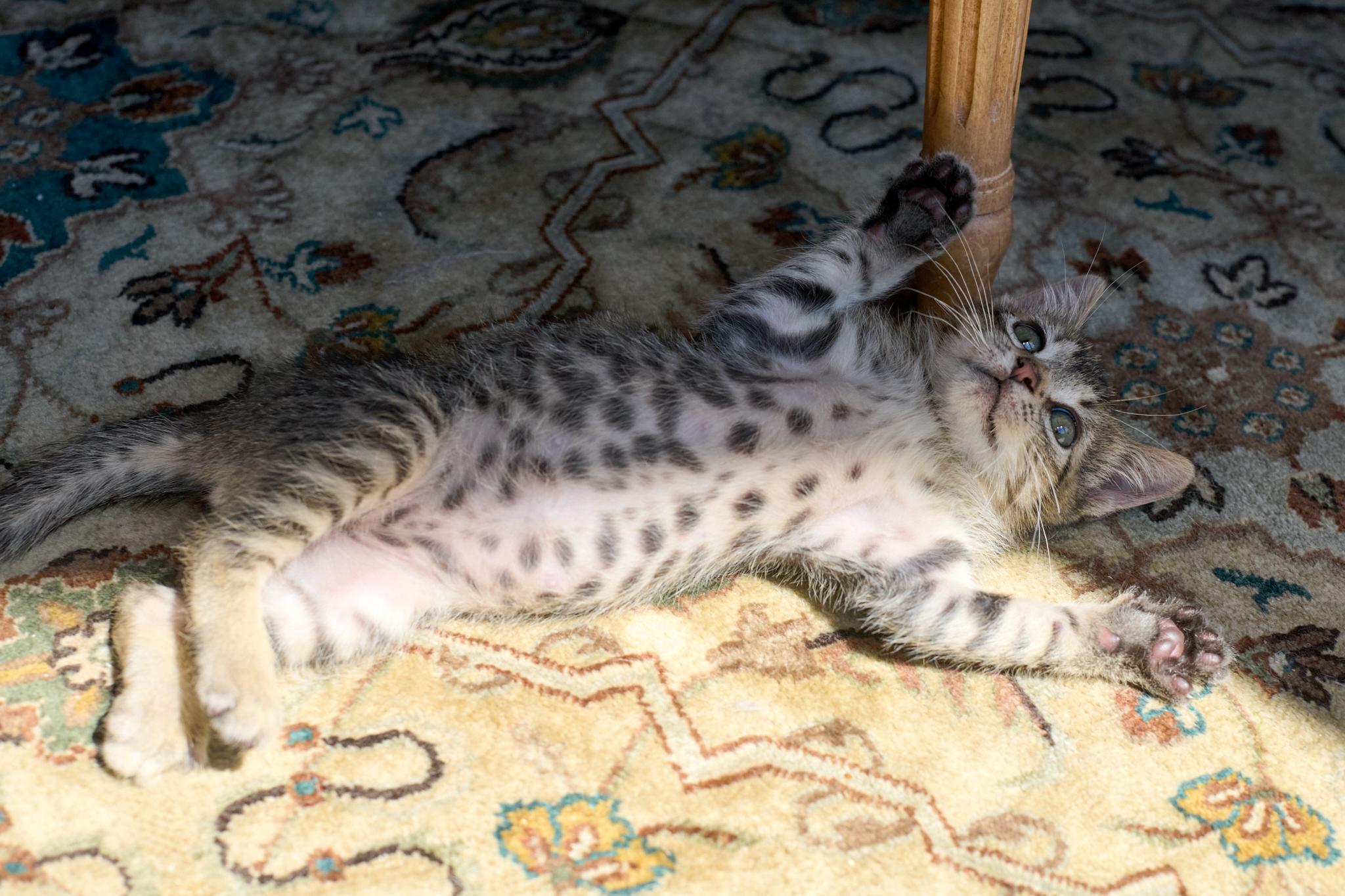 Enlarge Kiernan (Bonded with Strudel), a Adoptable Domestic Short Hair in San Francisco, CA image 4/6