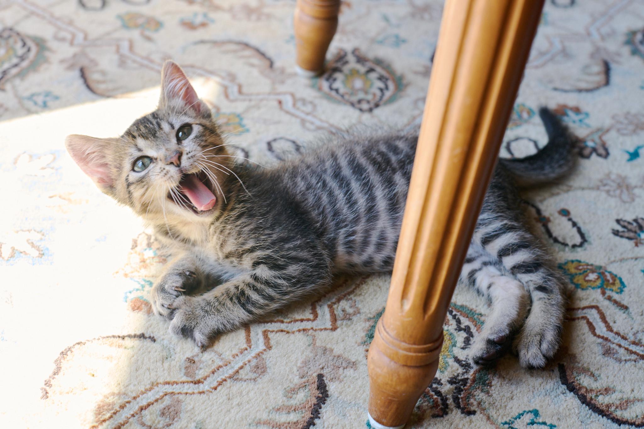 Enlarge Kiernan (Bonded with Strudel), a Adoptable Domestic Short Hair in San Francisco, CA image 5/6