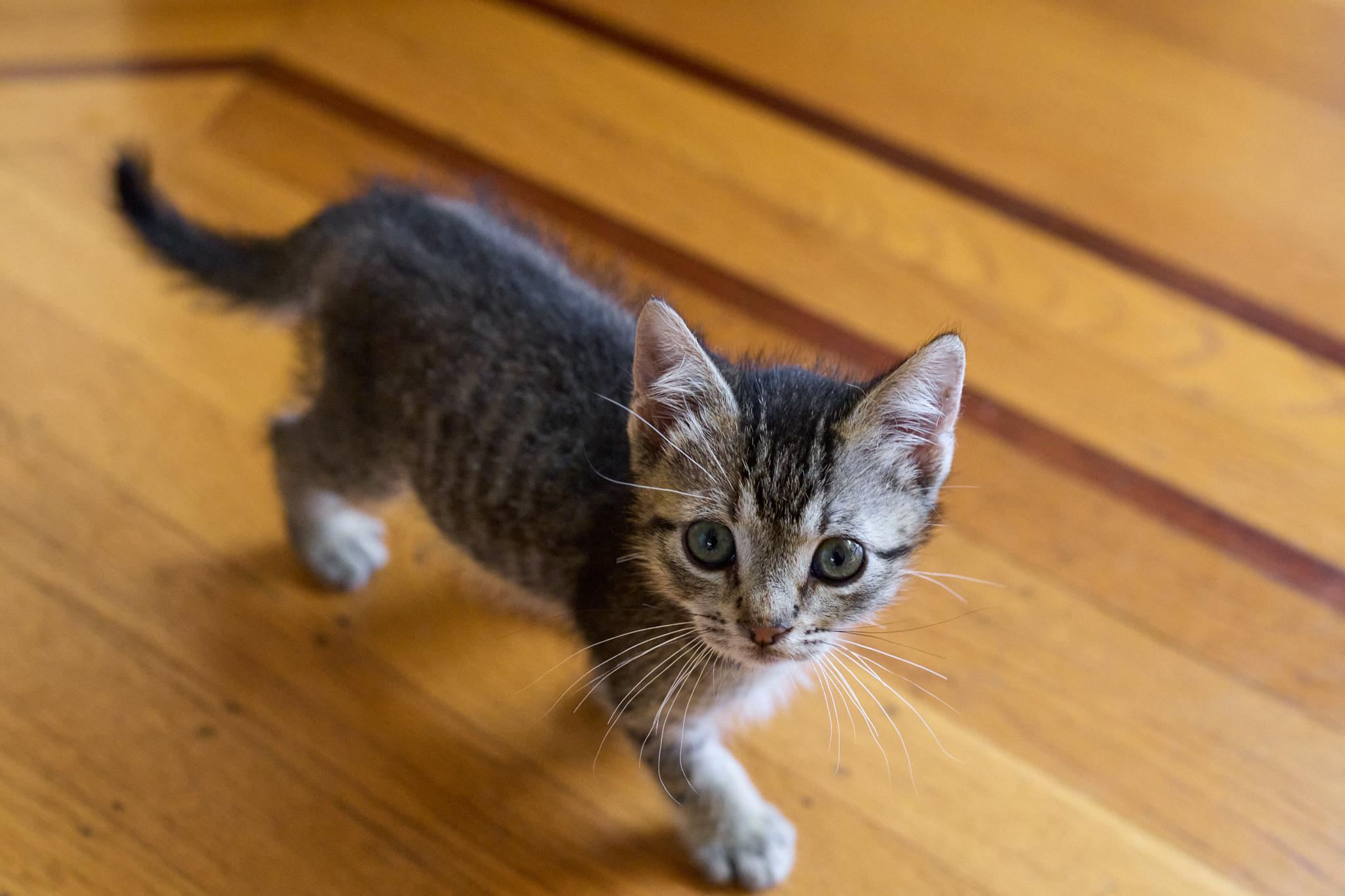 Enlarge Kiernan (Bonded with Strudel), a Adoptable Domestic Short Hair in San Francisco, CA image 6/6