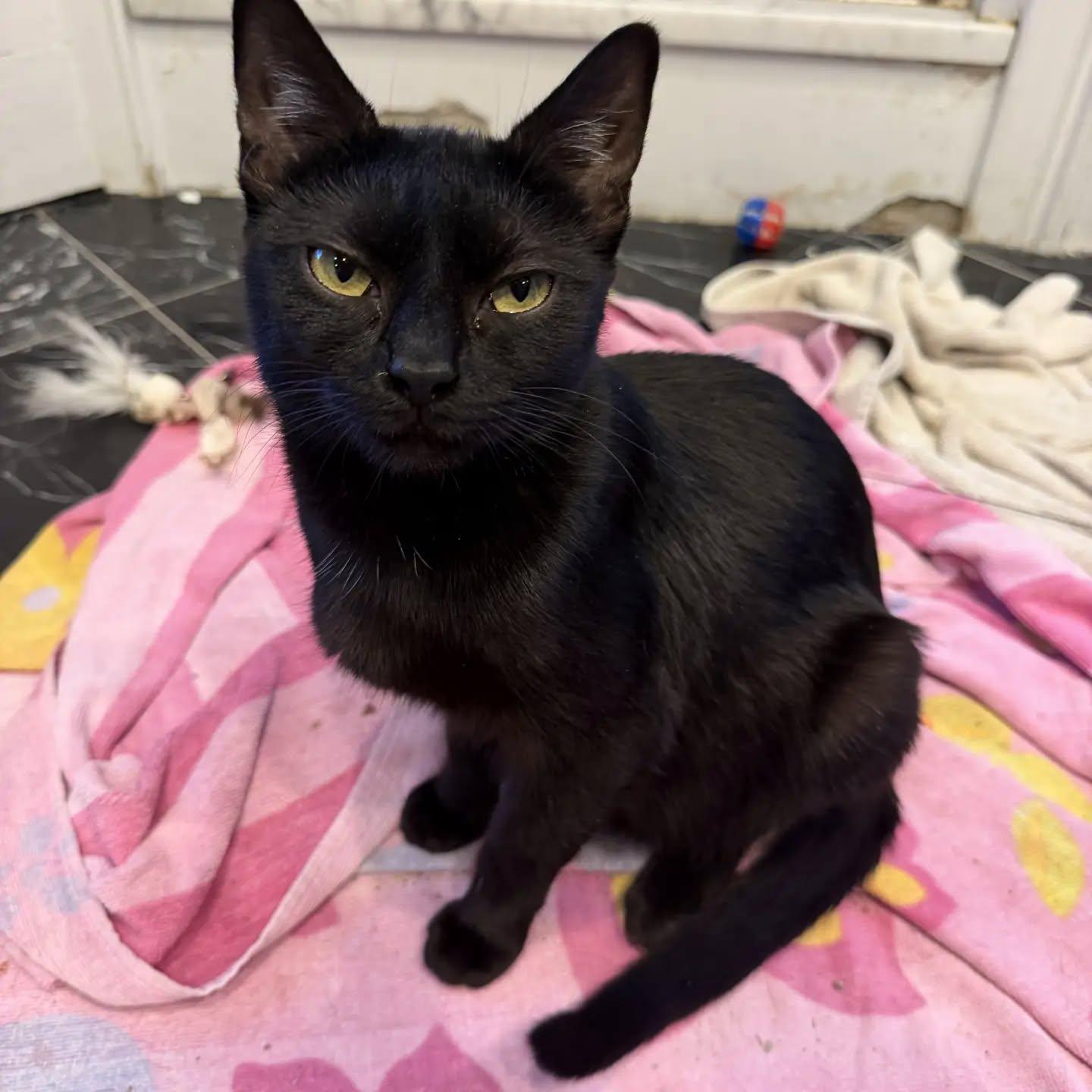 Claire, Adoptable, Young Female Domestic Short Hair.
