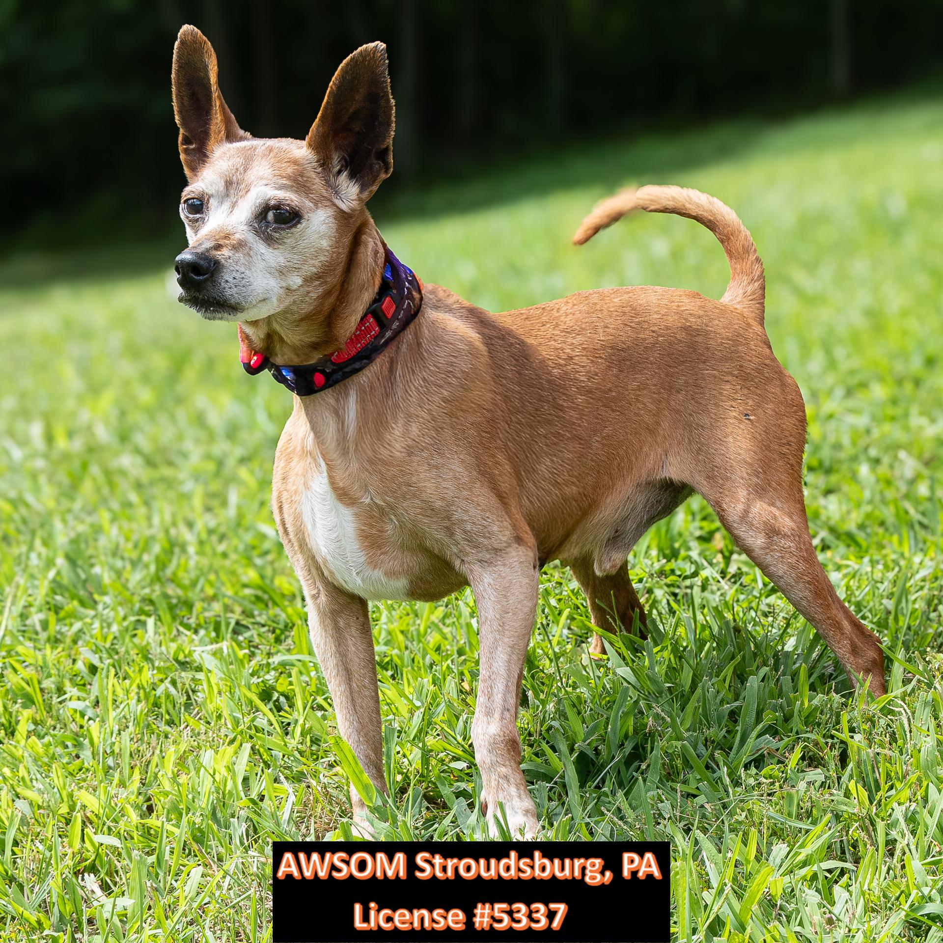 Enlarge Taco Bell, a ADOPTABLE mixed breed in Stroudsburg, PA image 1/3