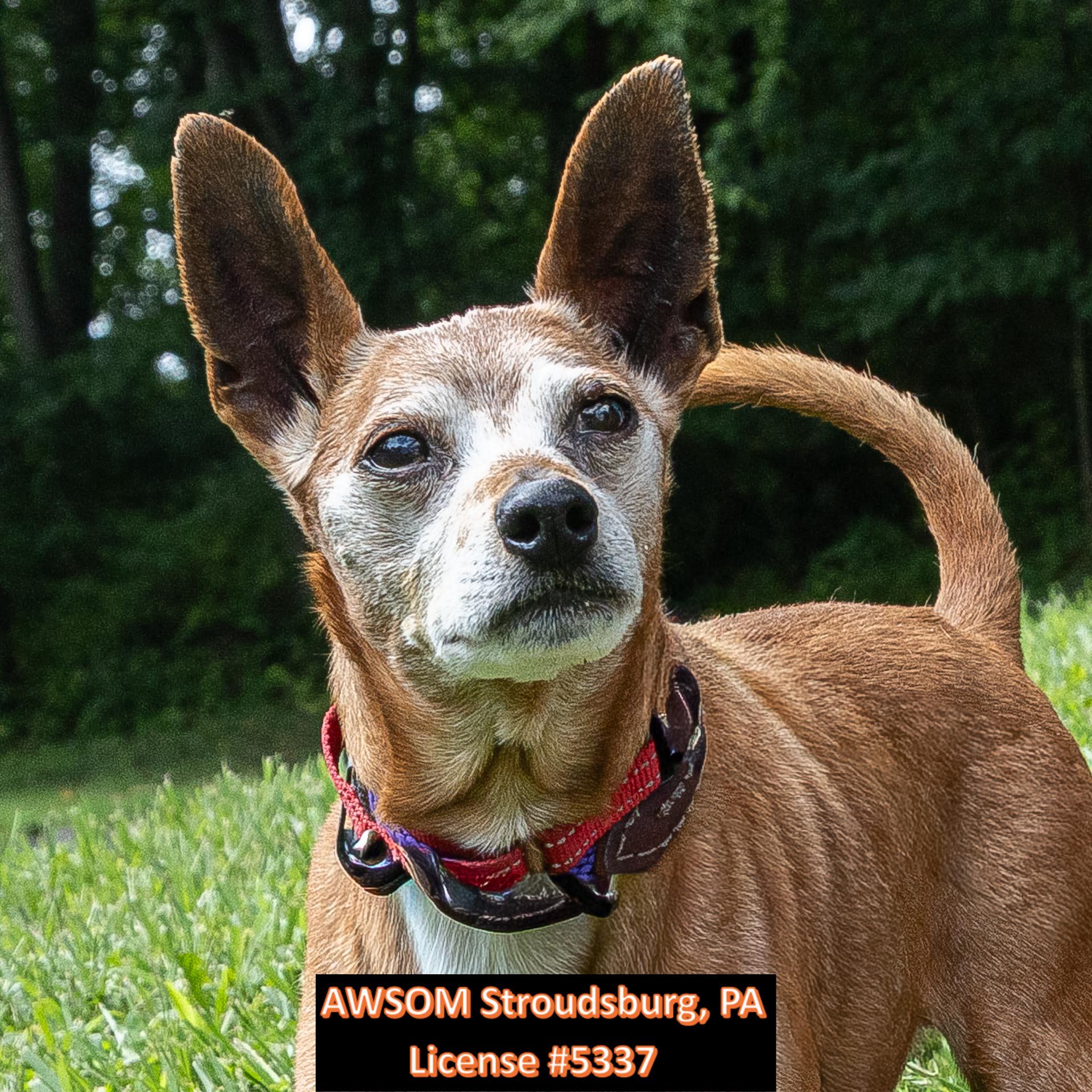 Enlarge Taco Bell, a ADOPTABLE mixed breed in Stroudsburg, PA image 2/3