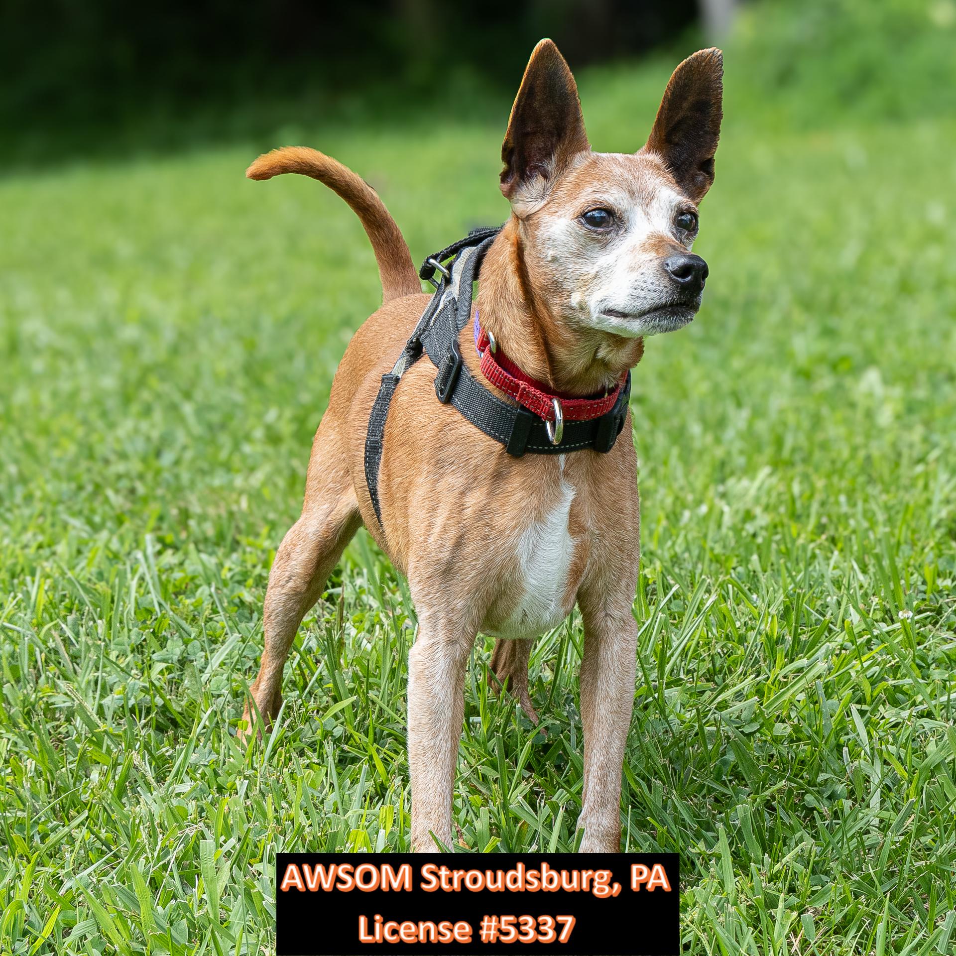 Enlarge Taco Bell, a ADOPTABLE mixed breed in Stroudsburg, PA image 3/3