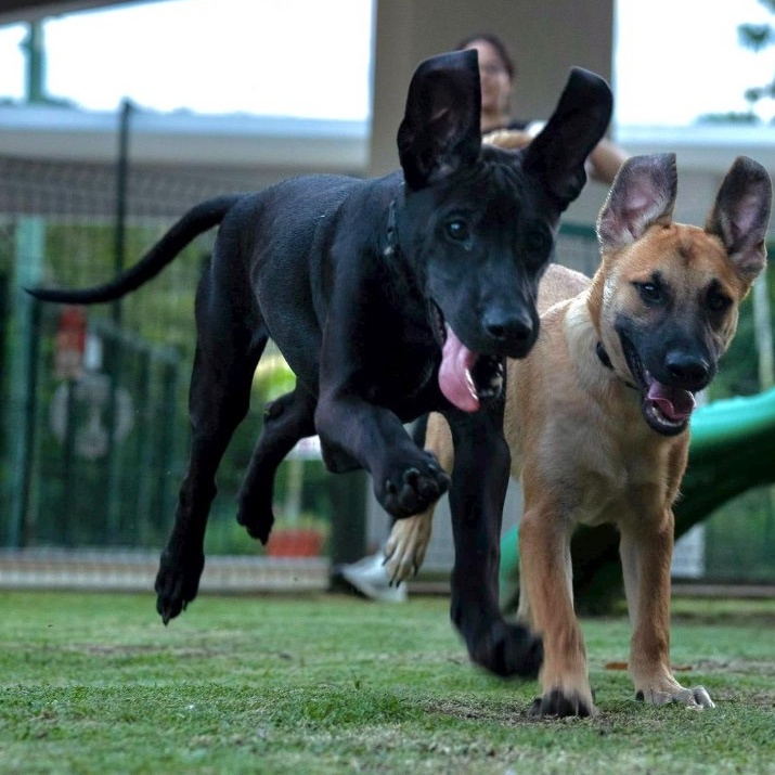 Zafiro "i Have A thumbnail 2