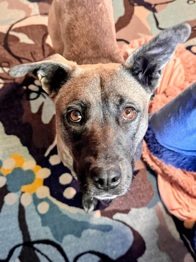 Willow, Adoptable, Adult Female Shepherd & Mixed Breed.