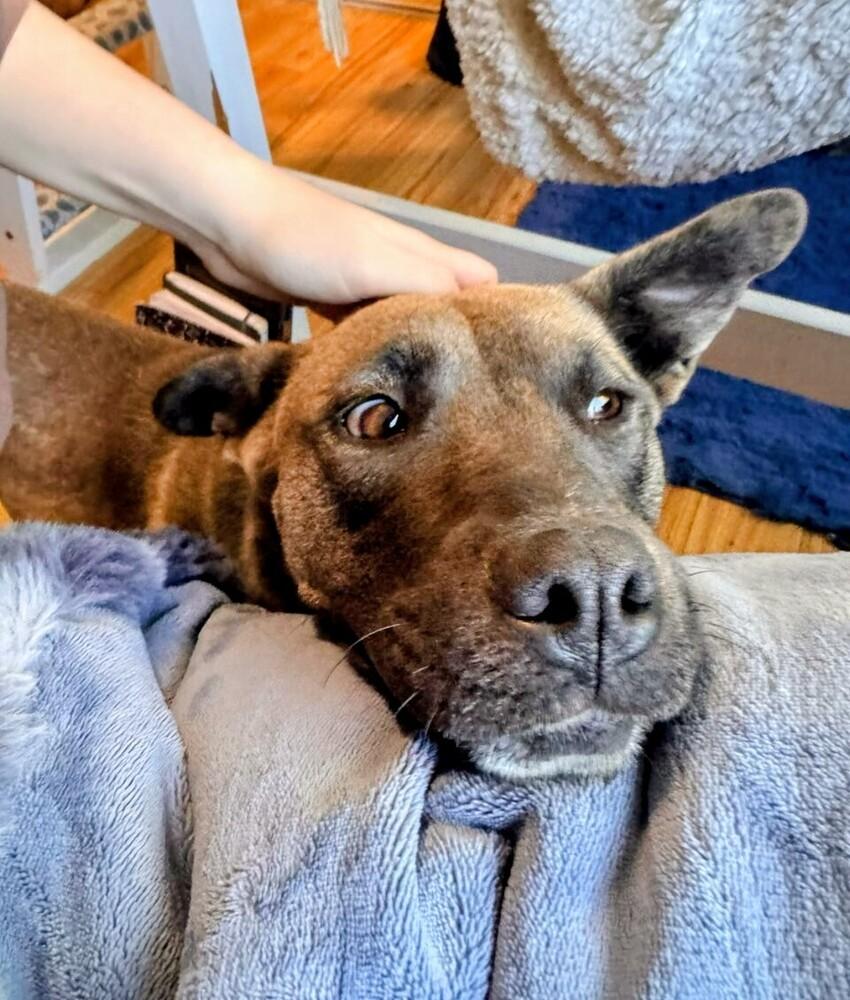 Enlarge Willow, a Adoptable mixed breed in Evergreen, CO image 3/5