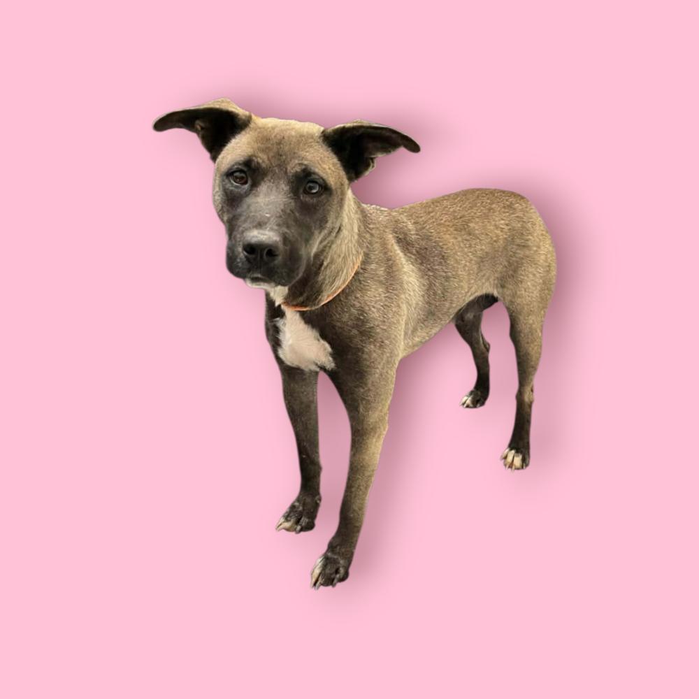 Enlarge Willow, a Adoptable mixed breed in Evergreen, CO image 5/5