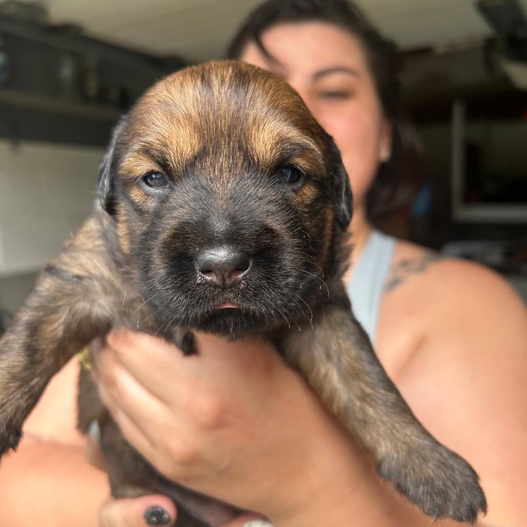 Enlarge Louise, a Adopted mixed breed in Bartlett, TN image 3/6