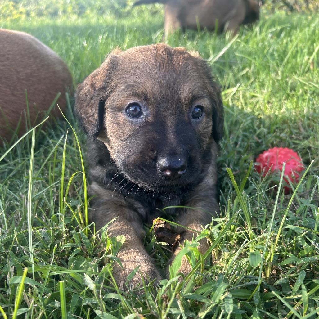 Enlarge Louise, a Adopted mixed breed in Bartlett, TN image 4/6