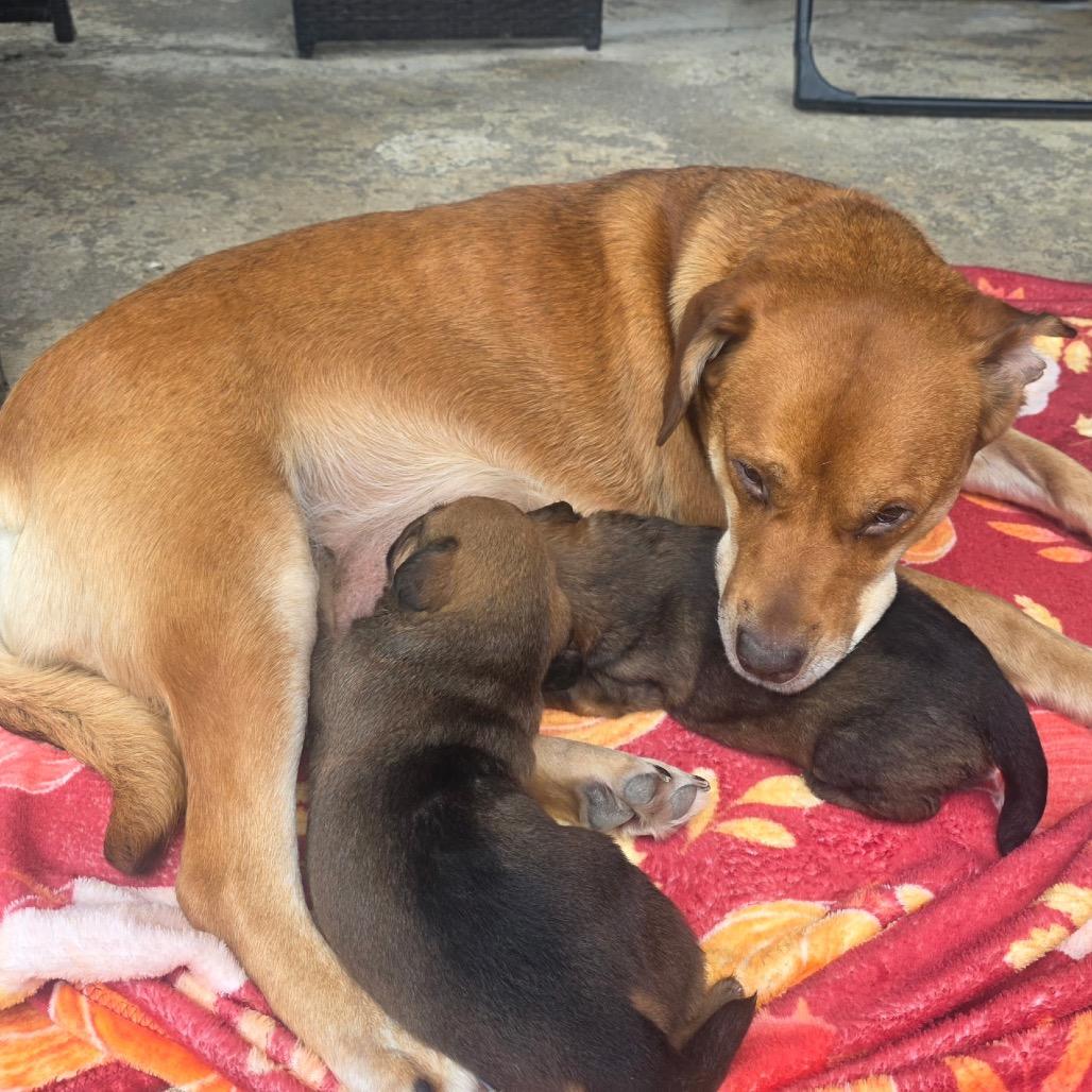 Enlarge Louise, a Adopted mixed breed in Bartlett, TN image 5/6