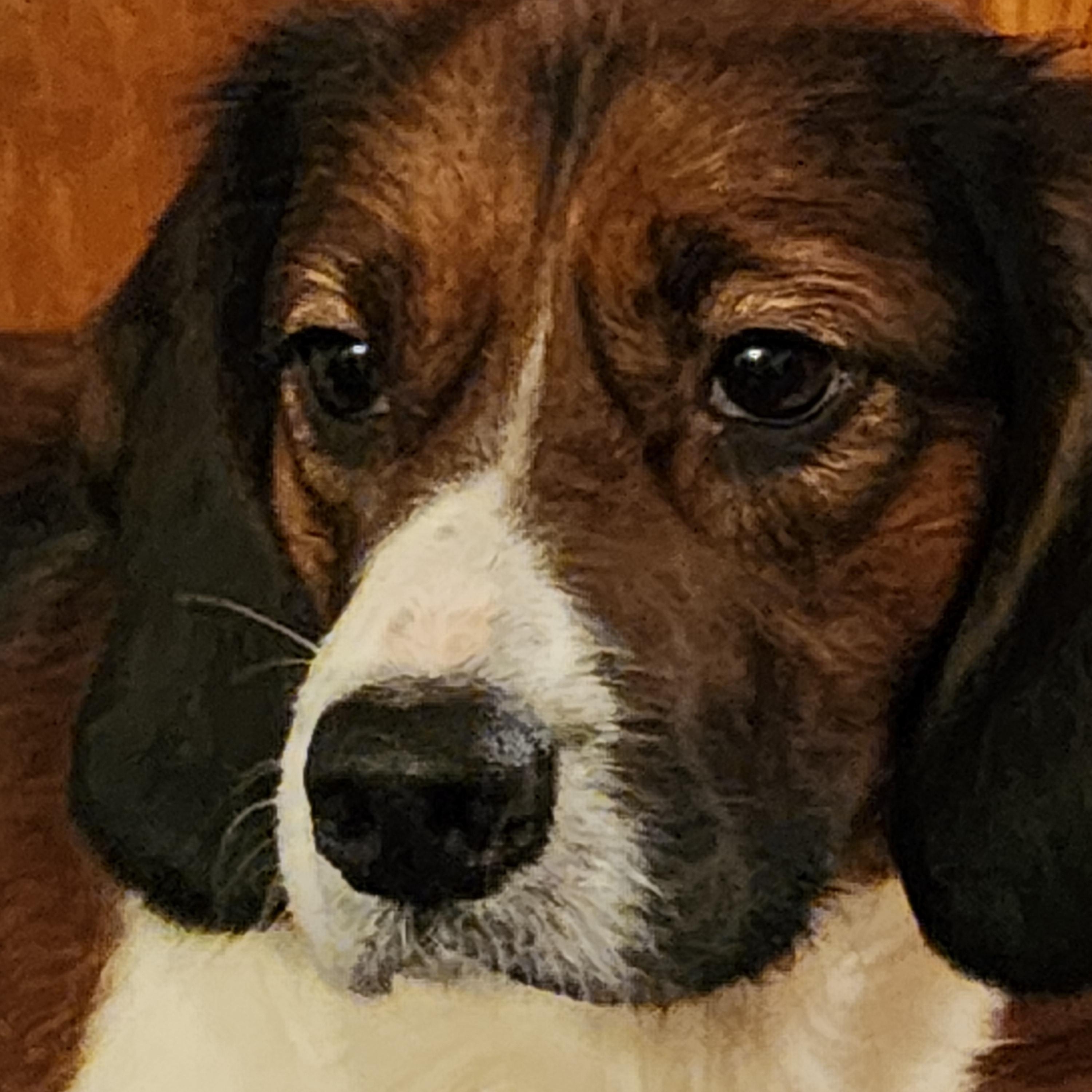 Jessie, a Adopted mixed breed in EAST LEROY, MI image 1/5