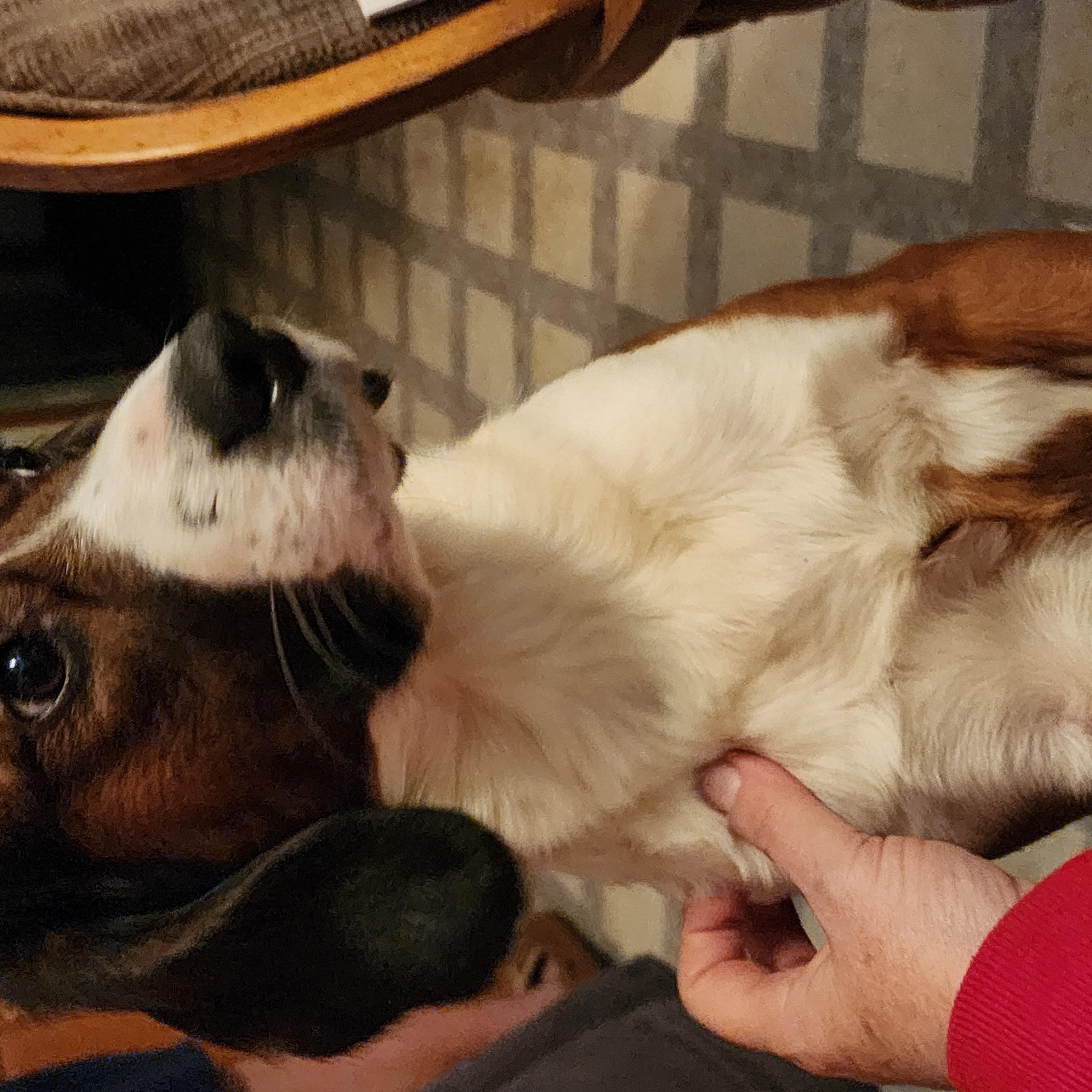 Jessie, Adopted, Adult Female Beagle & Cocker Spaniel.
