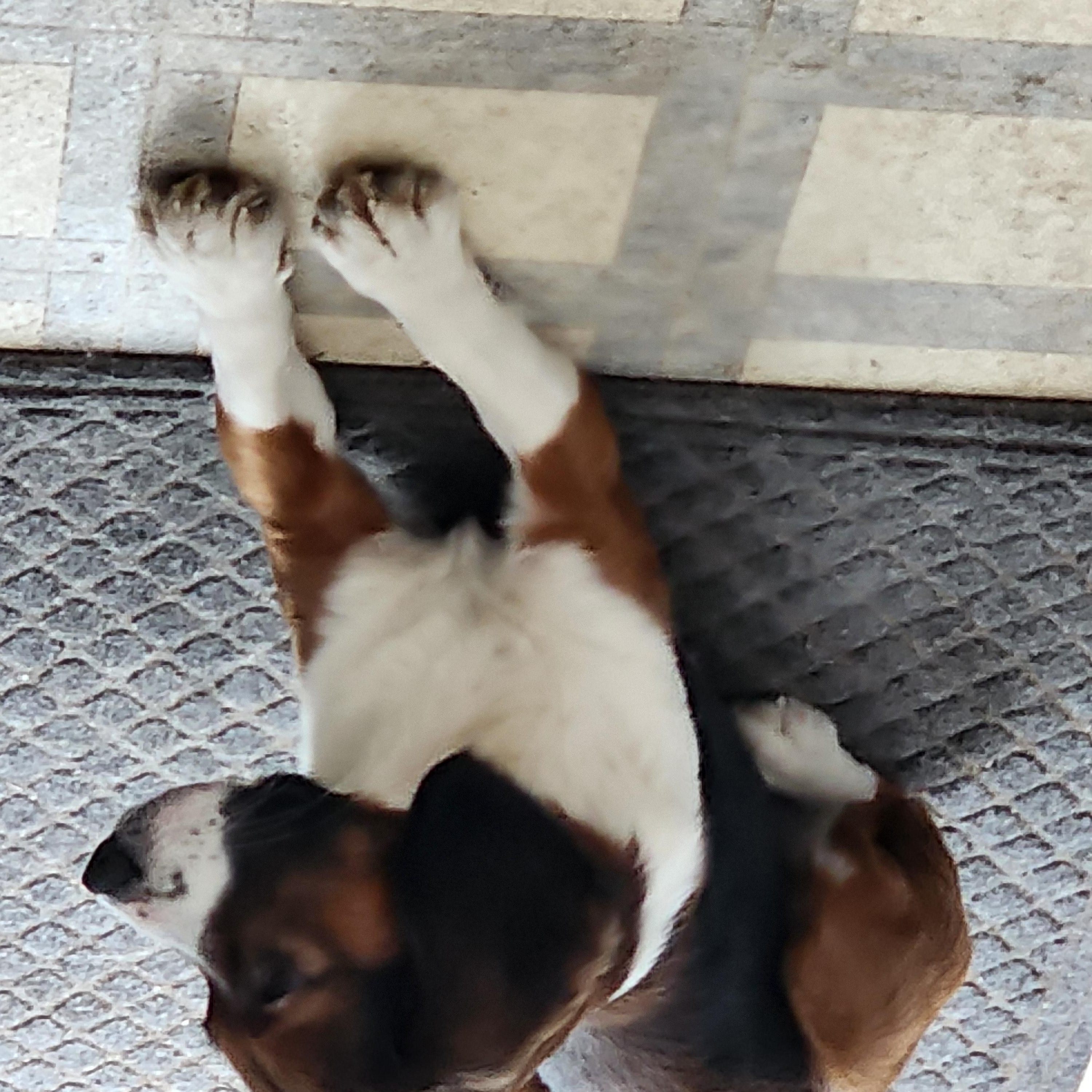 Jessie, a Adopted mixed breed in EAST LEROY, MI image 4/5