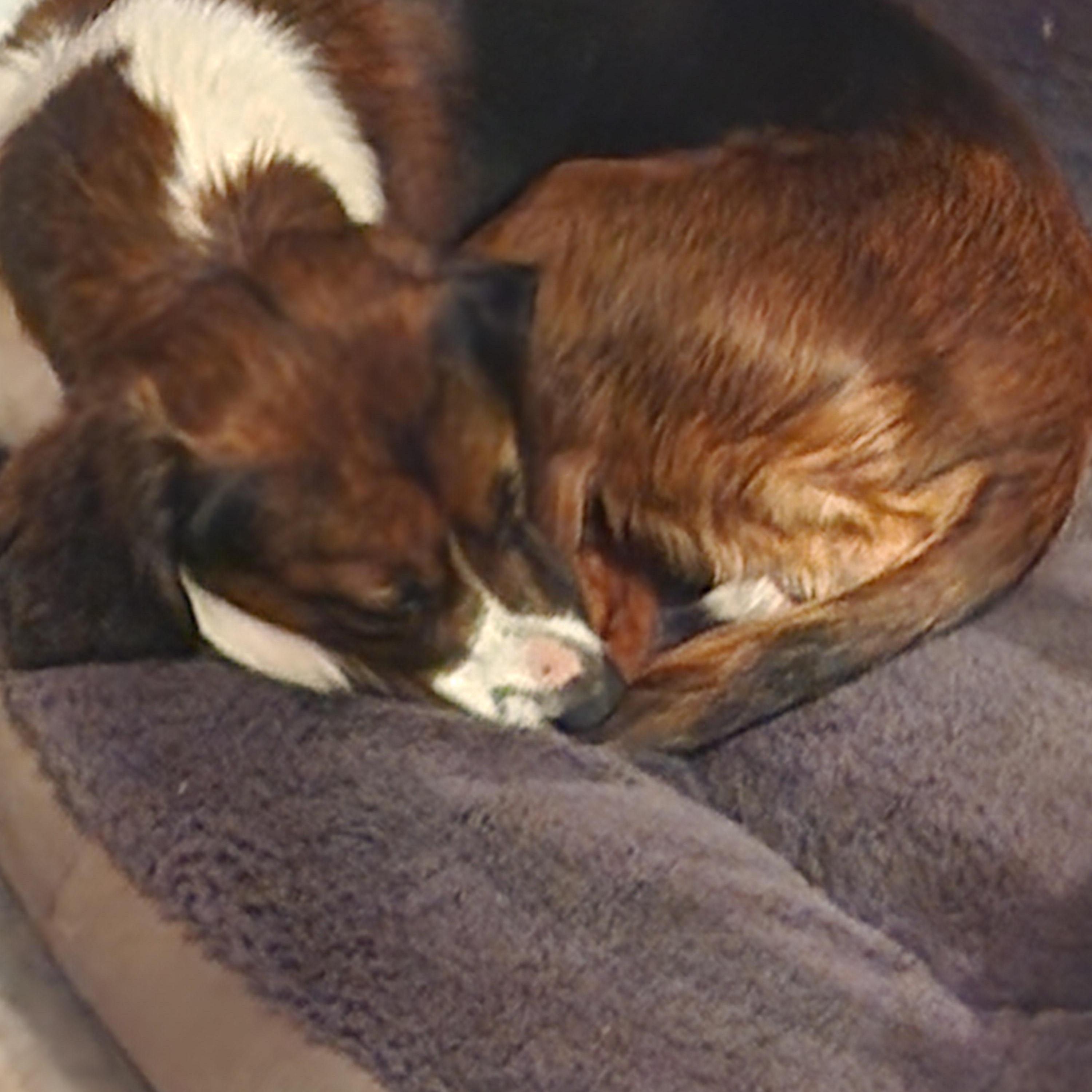 Jessie, a Adopted mixed breed in EAST LEROY, MI image 5/5