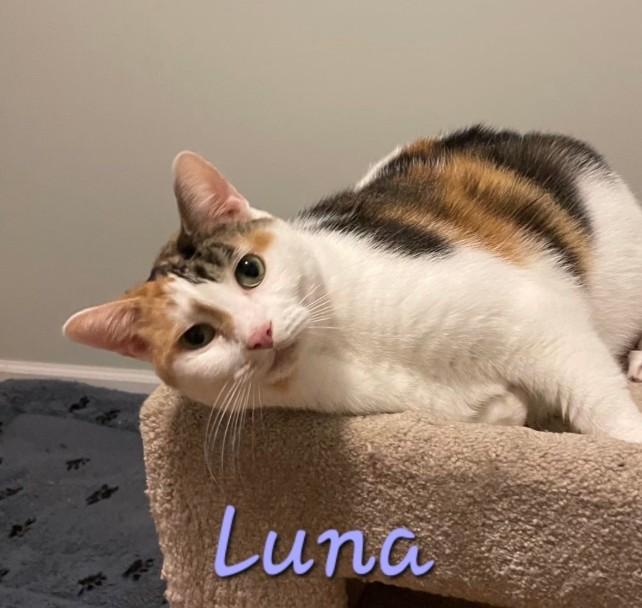 Enlarge Luna (calico), a Adoptable Domestic Short Hair in MEDFORD, NJ image 1/1