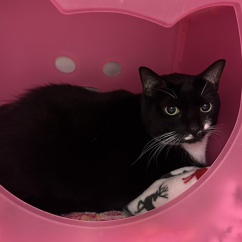 Enlarge Peppermint, a Adoptable Domestic Short Hair in Titusville, FL image 1/2