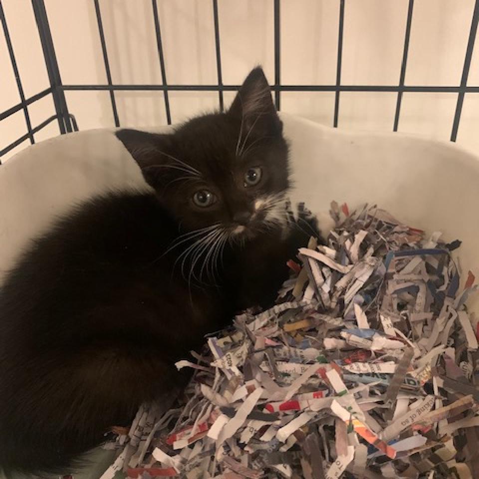 Enlarge Peppermint, a Adoptable Domestic Short Hair in Titusville, FL image 2/2