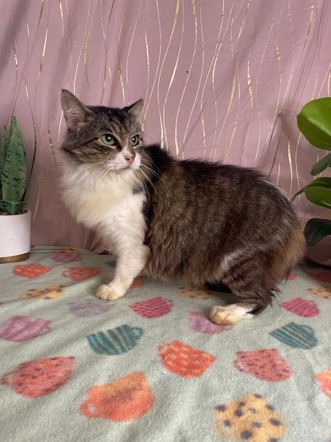 Lola, Adoptable, Adult Female Domestic Long Hair.