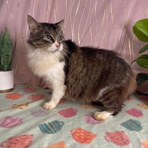 Lola, a Adoptable Domestic Long Hair in Long Beach, MS image 1/3