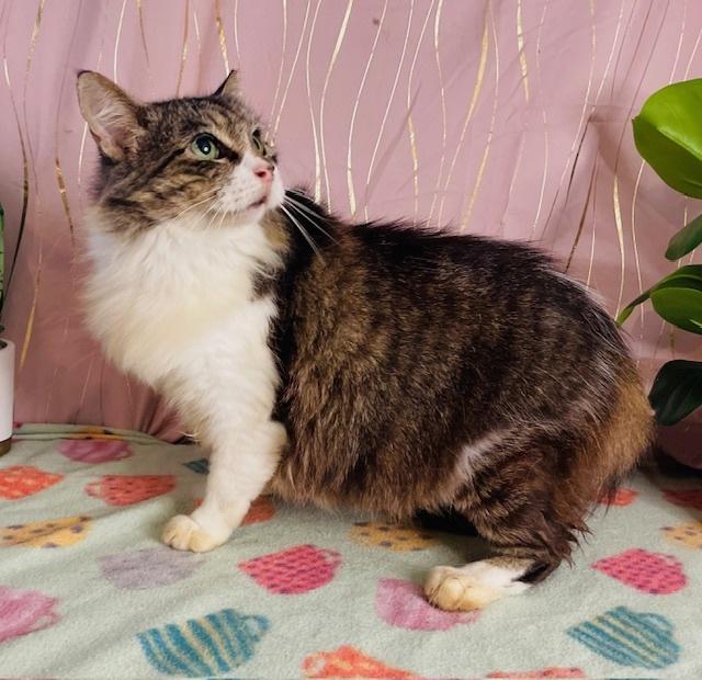 Lola, a Adoptable Domestic Long Hair in Long Beach, MS image 2/3