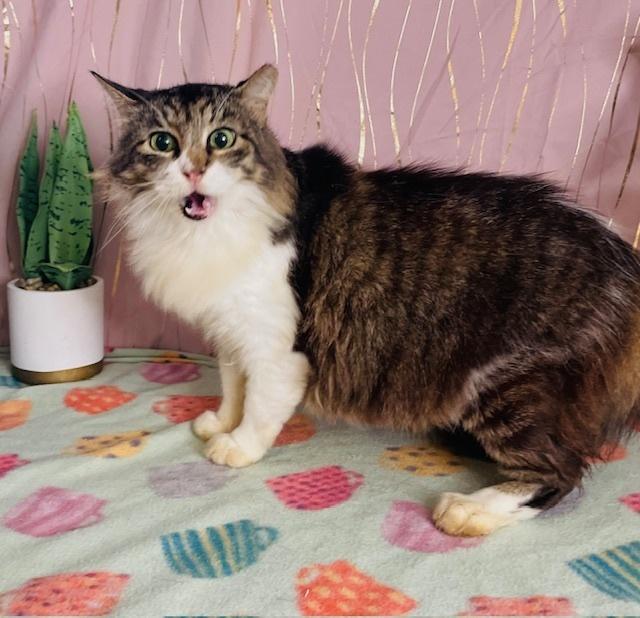 Lola, a Adoptable Domestic Long Hair in Long Beach, MS image 3/3