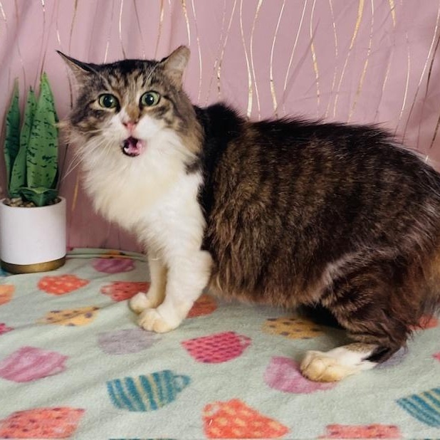 Lola, a Adoptable Domestic Long Hair in Long Beach, MS image 3/3